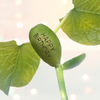Card With Magic Growing Bean - Happy Birthday