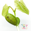 Card With Magic Growing Bean - Thinking Of You