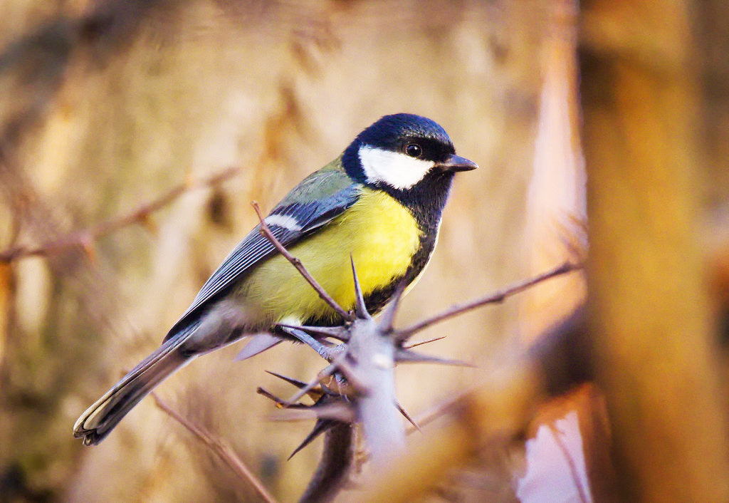 The Great Tit - Fast facts