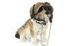 Sitting Shih Tzu Walkies Dog Figurine