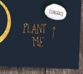Engagement Gift -  Magic Growing Bean Which Grows The Engraved Message - Culzean Gifts