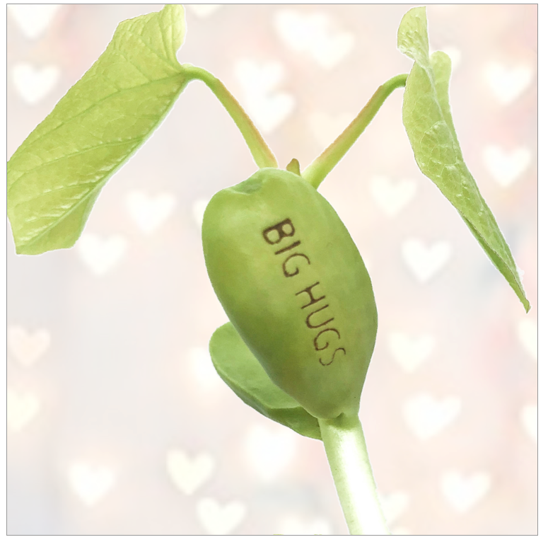 Card With Magic Growing Bean - Should Be Your Wedding Day - Culzean Gifts